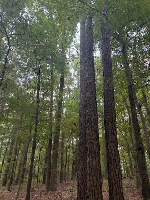 Haughton, LA 71037,0 Bodcau Station Road