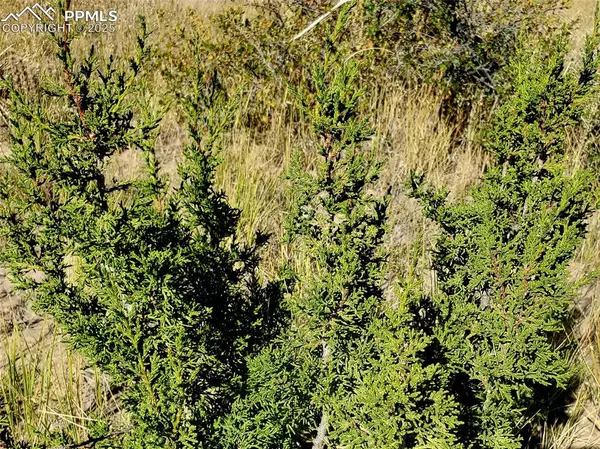 Walsenburg, CO 81089,County Road 650