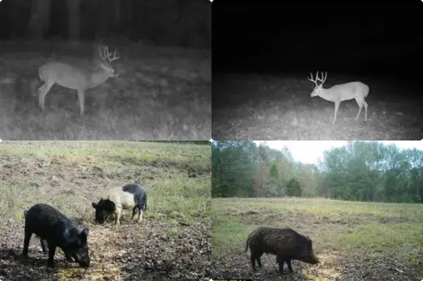 Mineola, TX 75773,Tract A Hwy 69