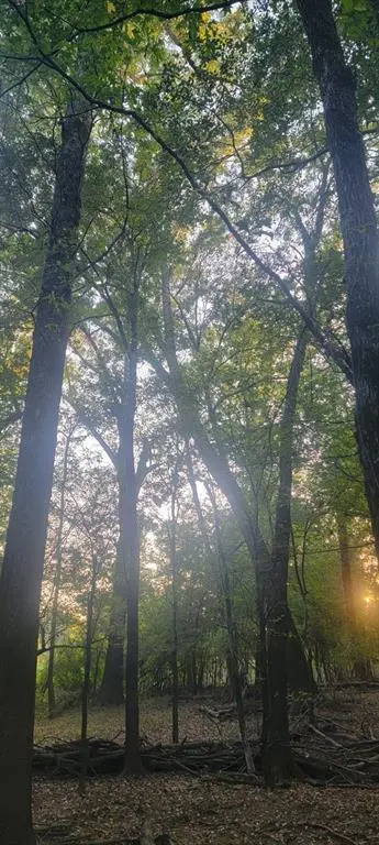 Carthage, TX 75633,TBD-1 FM 2517