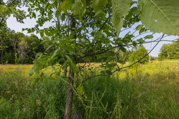 Tay Valley, ON K0G 1A0,752 Bennett Lake RD