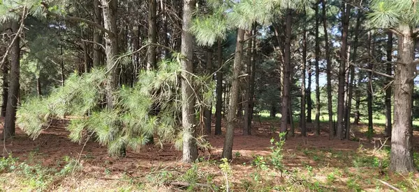 Sulphur Springs, TX 75482,TBD CR 1176