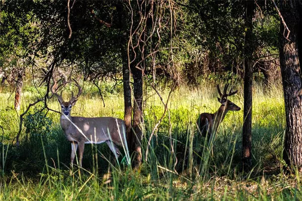 Hamilton, TX 76531,1782 FM 218