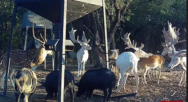 Hamilton, TX 76531,1782 FM 218