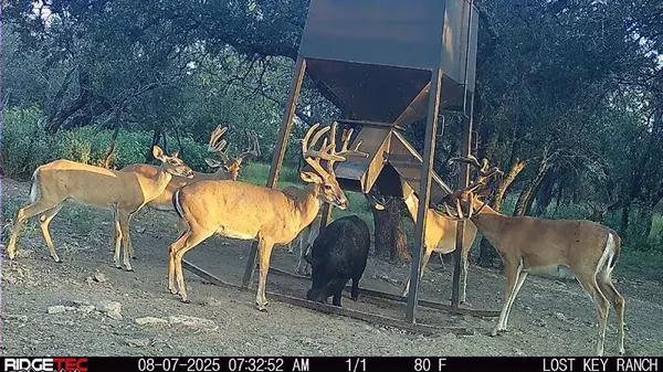 Hamilton, TX 76531,1782 FM 218