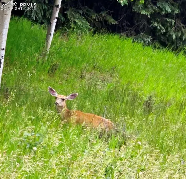 Florissant, CO 80816,662 Spring Valley LN