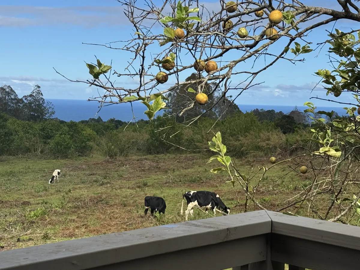 28-646 KAUPAKUEA HOMESTEAD RD, Pepeekeo, HI 96783