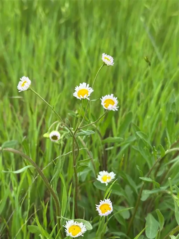 Muenster, TX 76252,TBD -4 Fm 1198