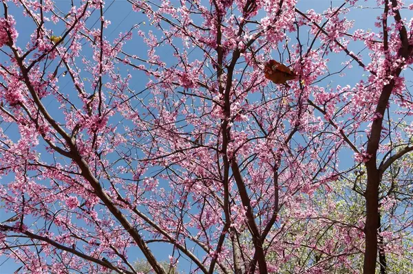 Dallas, TX 75204,4044 Buena Vista #104