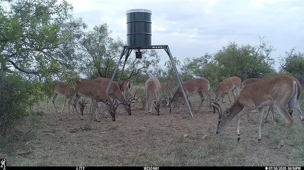 Goldsboro, TX 79519,1078 County Road 498