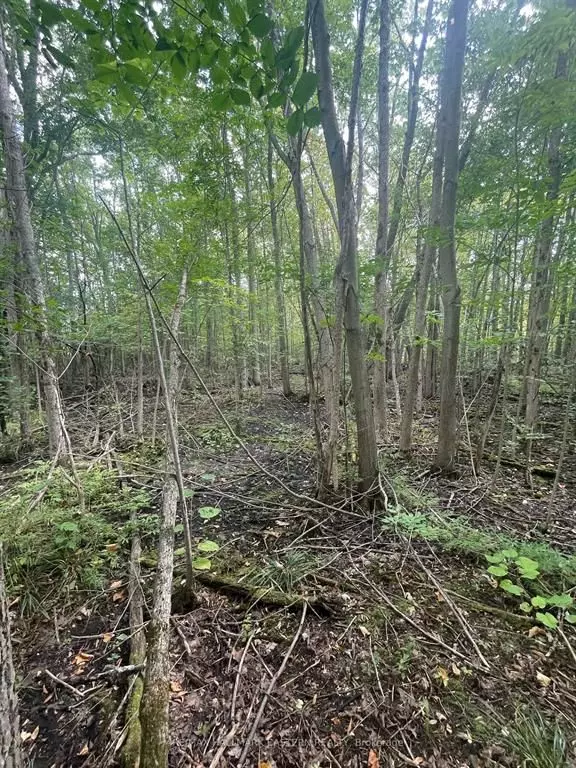 Trent Lakes, ON K0L 2J0,00 Adams-Cummings RD