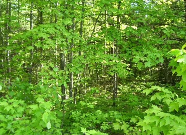 Muskoka Lakes, ON P0B 1G0,1839 Bear Cave RD