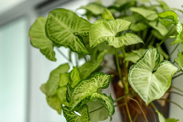 Toronto C03, ON M4R 0A4,33 Helendale AVE #1806