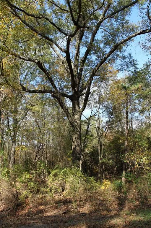 Homer, LA 71040,0 Harris Road