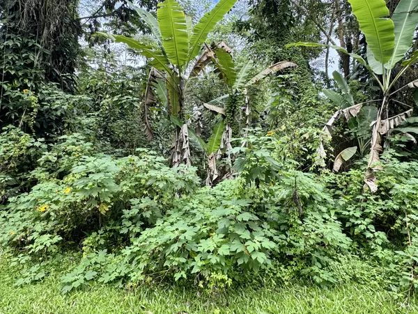 Pahoa, HI 96778,PIKAKE RD