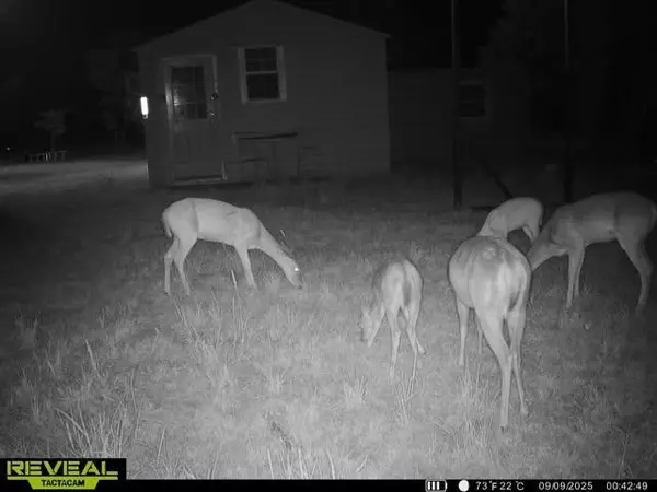 Comanche, TX 76442,366 Saint Kitts Road