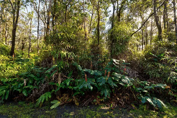 Volcano, HI 96785,9TH ST