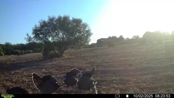 Brownwood, TX 76801,15100 County Road 129