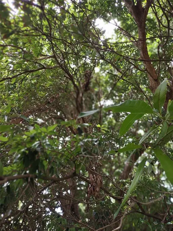 Ocala, FL 32526,0000 SE 44 AVENUE