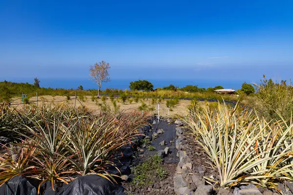 89-830 POHULAI ROAD, Captain Cook, HI 96704