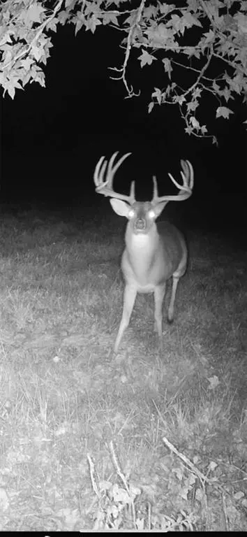 TBD CR 2737-1, Naples, TX 75568