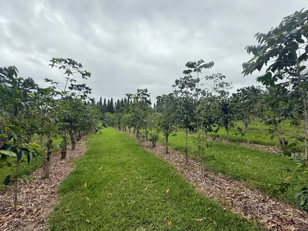 96-1970 KUMUPEA ROAD, Pahala, HI 96777