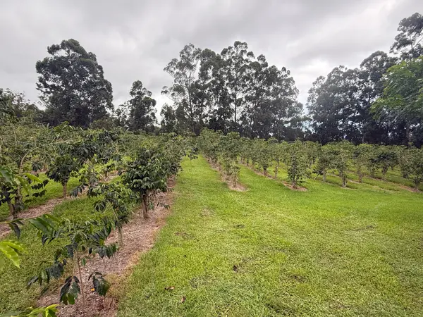 96-1970 KUMUPEA ROAD, Pahala, HI 96777