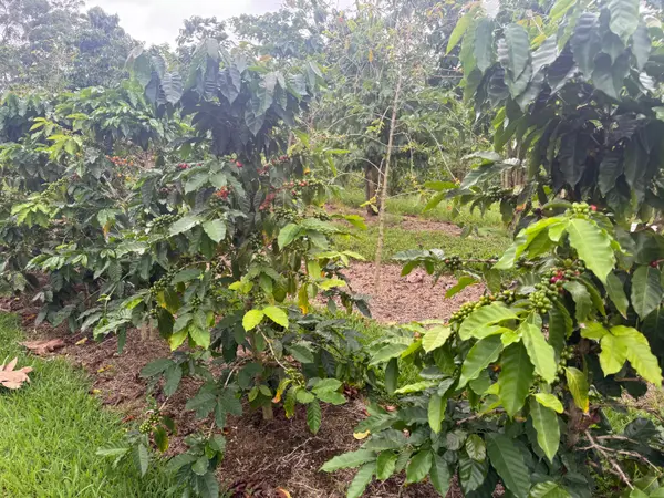 96-1970 KUMUPEA ROAD, Pahala, HI 96777