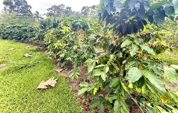 96-1970 KUMUPEA ROAD, Pahala, HI 96777