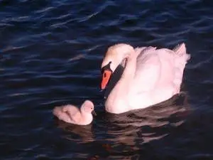 29 Maple AVE N, Mississauga, ON L5H 2R9