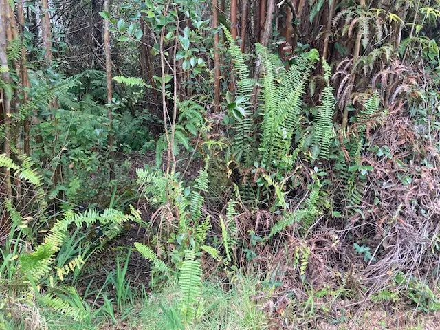 ROAD 5, Volcano, HI 96785