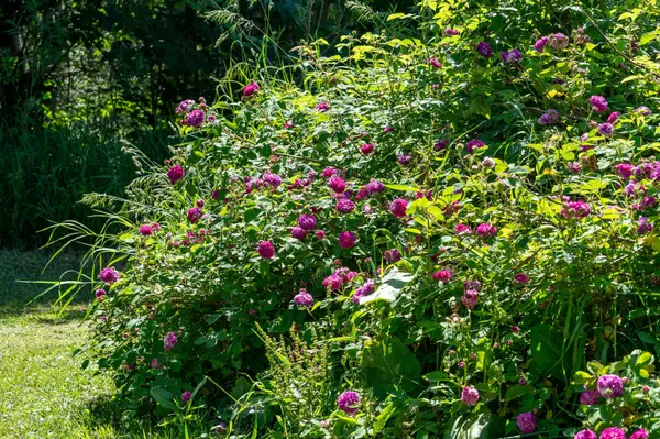 Meaford, ON N4L 1W5,138237 Grey Road 112 N/A