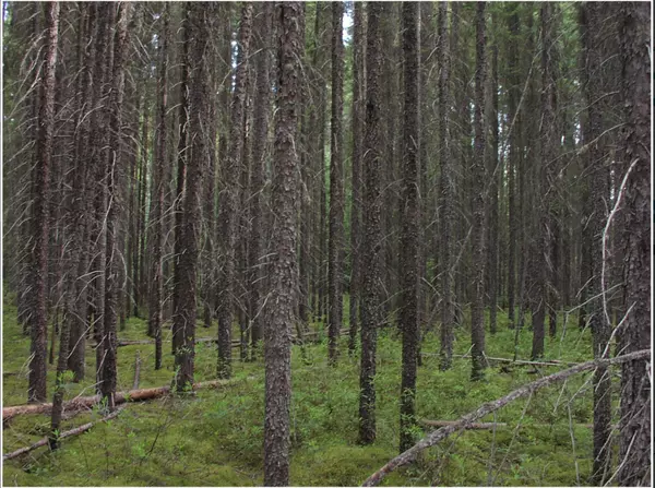 Black River-matheson, ON P0K 1R0,PCL 1138 Near Mobbs Lake N/A