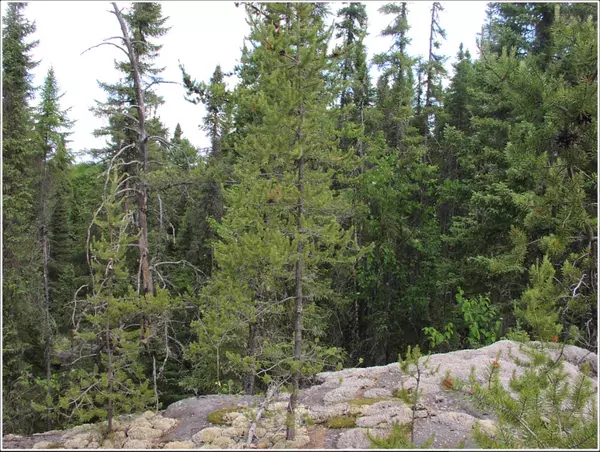 Black River-matheson, ON P0K 1R0,PCL 1138 Near Mobbs Lake N/A