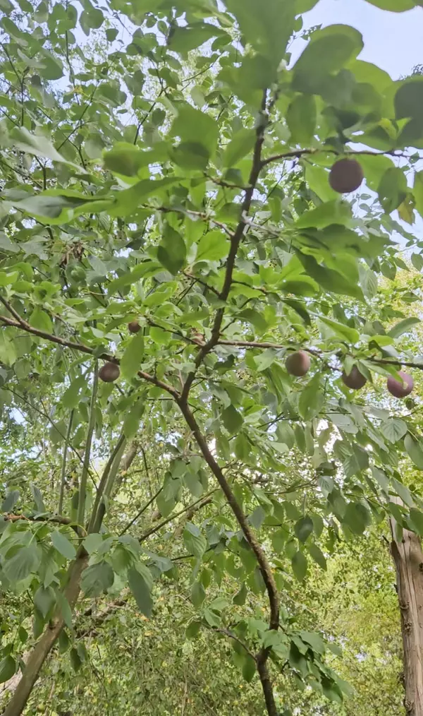 Southgate, ON N0G 2A0,612608 Sideroad 61 N/A