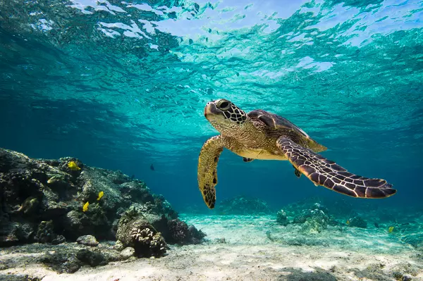 Kailua Kona, HI 96740,75-4117 KAMALII