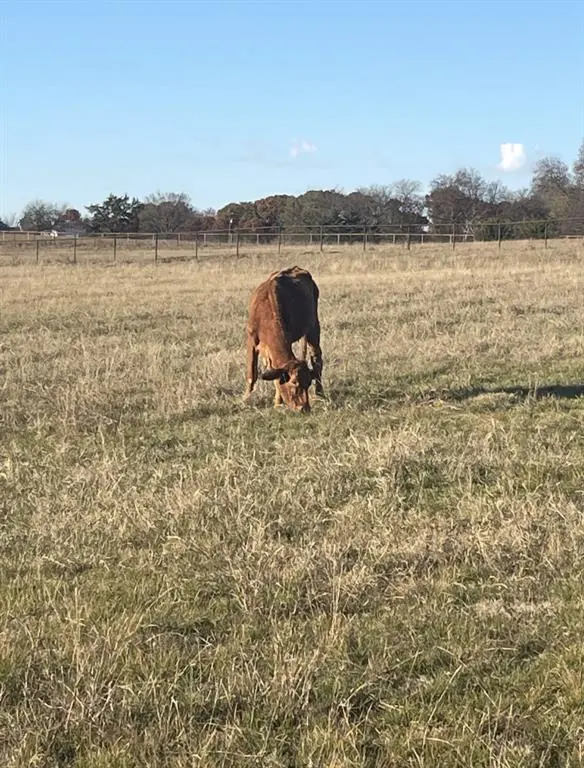 Anna, TX 75409,11321 Wild Rose Lane