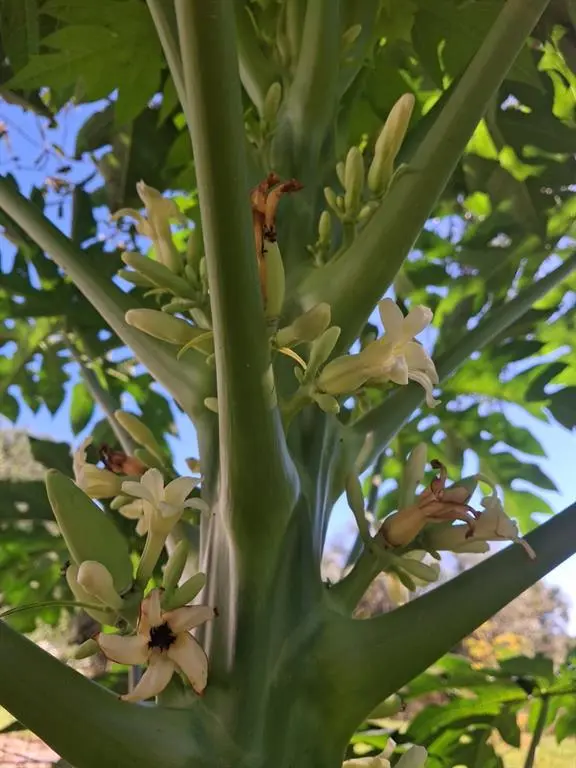 Okeechobee, FL 34972,17230 NW 264th St.