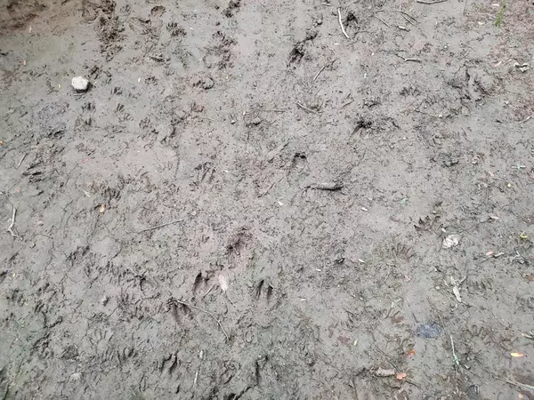 Brashear, TX 75420,TBD County Rd 1119