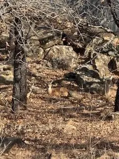 Nocona, TX 76255,138 Cortez Drive