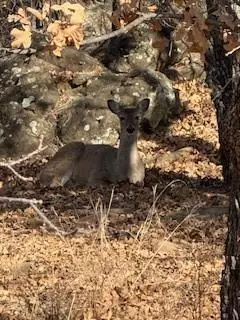 Nocona, TX 76255,138 Cortez Drive