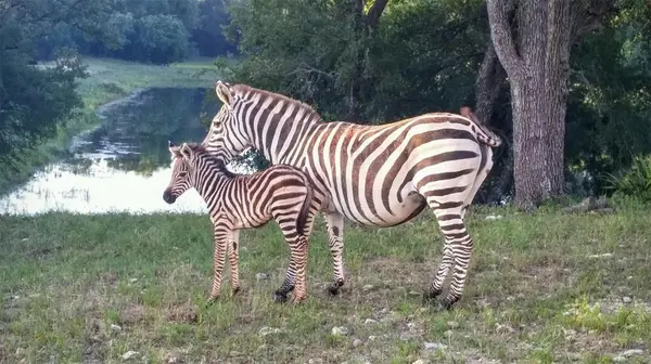 Lampasas, TX 76550,6101 County Road 208