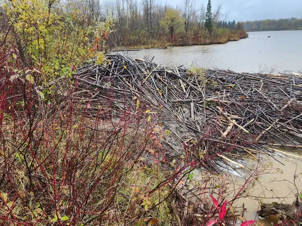 Black River-matheson, ON P0K 1N0,LOT 10 CON 5 N/A N/A