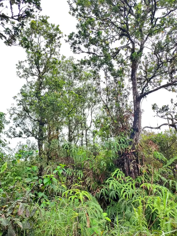 Mountain View, HI 96771,MIKANA ST