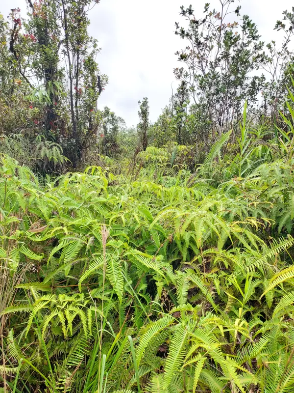 Mountain View, HI 96771,MIKANA ST