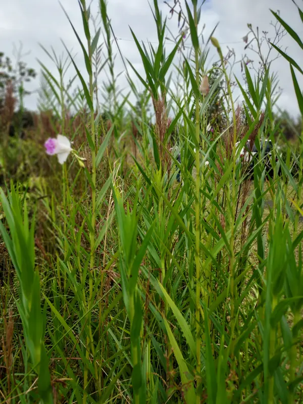 Mountain View, HI 96771,MIKANA ST