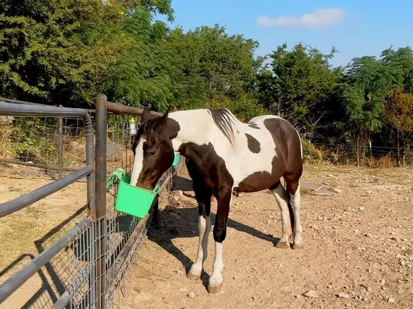 Weatherford, TX 76087,525 Brazos Hills Drive