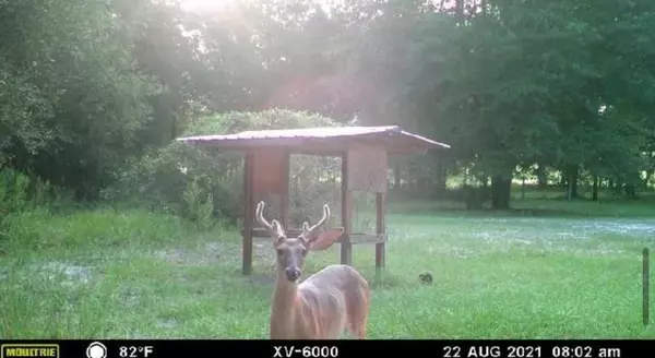 Fort White, FL 32038,890 SW Applewood Glen