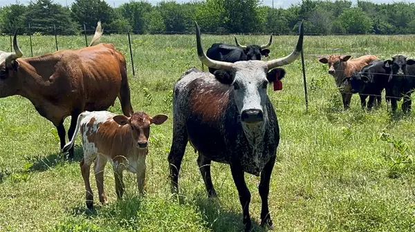 Cumby, TX 75443,901 FM 499