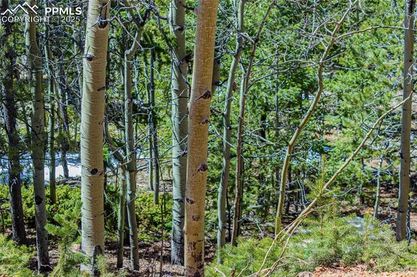 Divide, CO 80814,336 Witherite DR